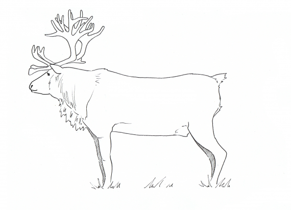 Tegning av en okse reinsdyr i profil.