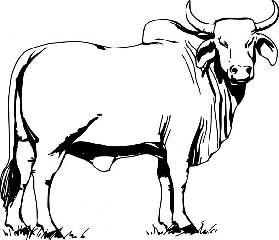 Tegning av en okse i profil.