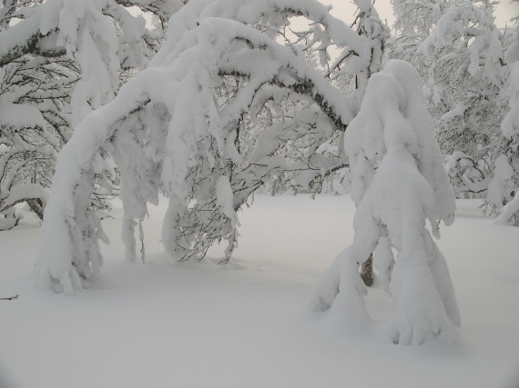 Bjørkeskog om vinteren.