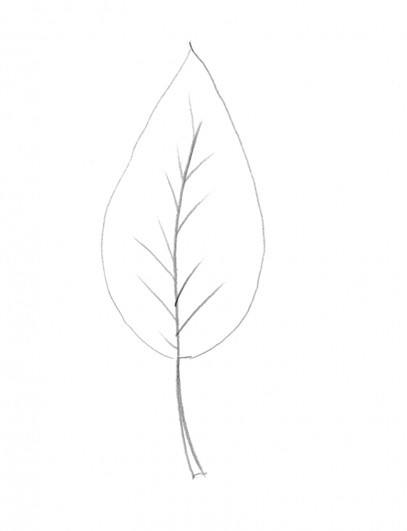 Tegning av et løv.