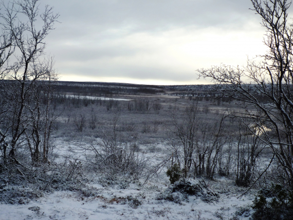 Foto av skog tidlig på vinteren.