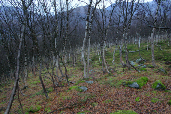 Foto av skogen om høsten etter at løvet har falt.