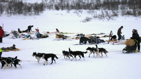 Flere hundespann med sleder samlet på et vann om vinteren.