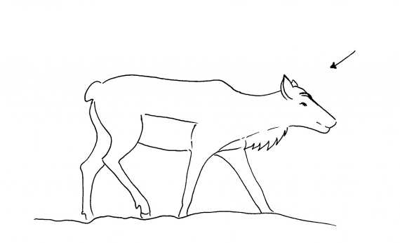 Et reinsdyr i profil