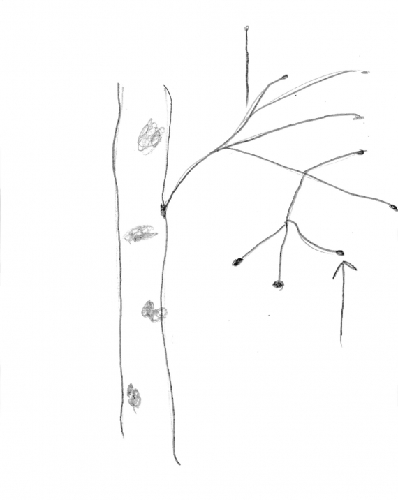 Tegning av et tre med fokus på knopp.