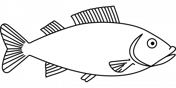 Tegning av en fisk, ukjent art.