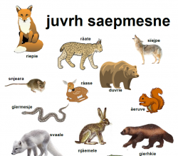 Plakat med bilder av dyr i Sápmi.