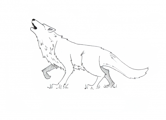 Tegning av en ulende ulv i profil.