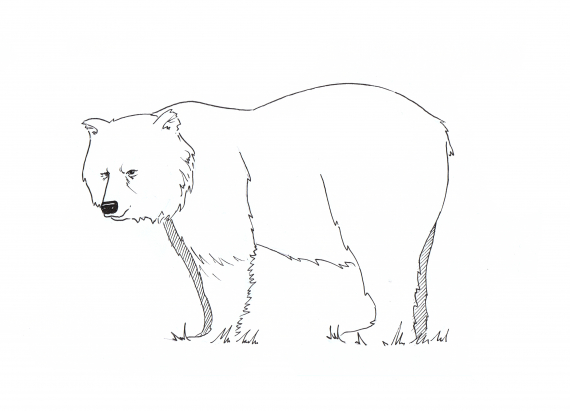 Tegning av en bjørn i profil.