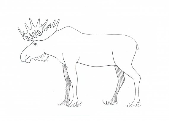 Tegning av en elgokse i profil.