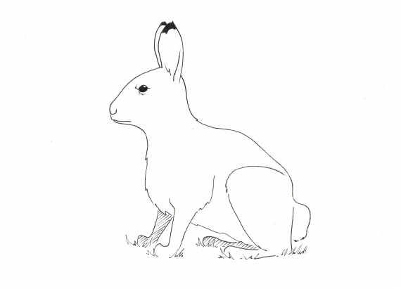 Tegning av en sittende hare i profil.