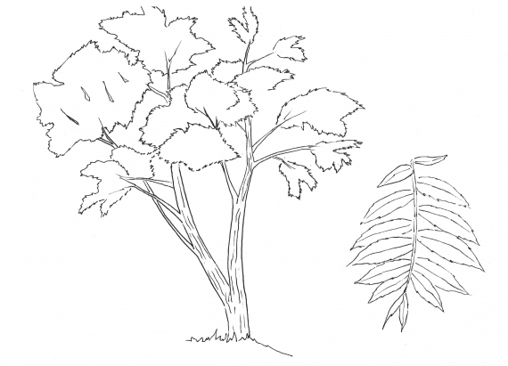Tegning av et helt rognetre og dens blad.