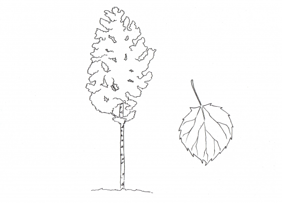 Tegning av et ospetre og dens blad.