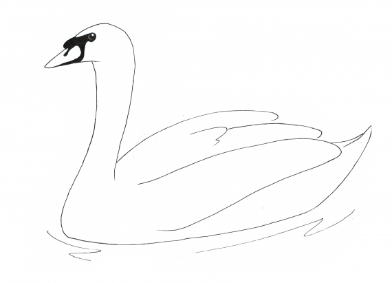 Tegning av en svane som svømmer i vannet.