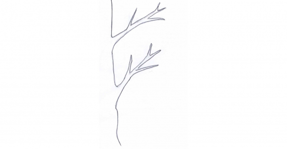 Tegning av gren.