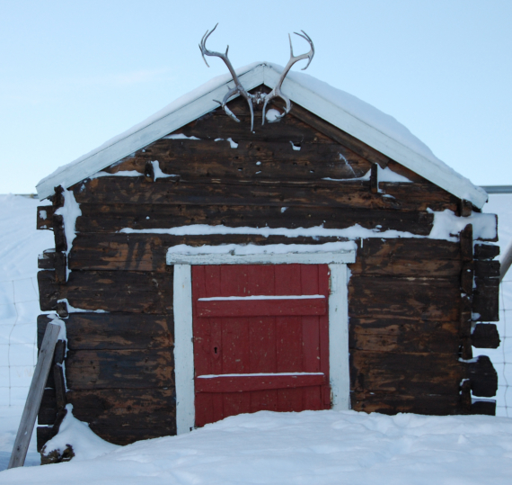 Stabbur med reinhorn over døra, i vinterlandskap.