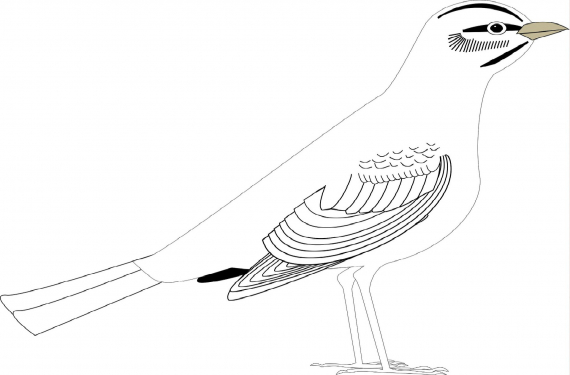 Tegning av en fugl.
