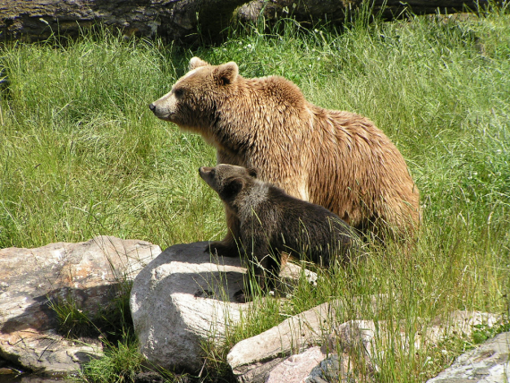 Foto av en brunbjørn og bjøreunge ute i naturen om sommeren. 
