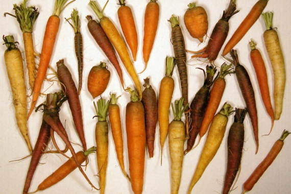 Bilde av masse forskjellige gulrøtter.