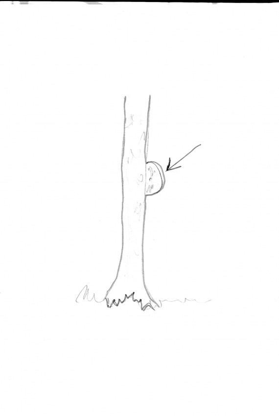 Tegning av et tre med en rikule.
