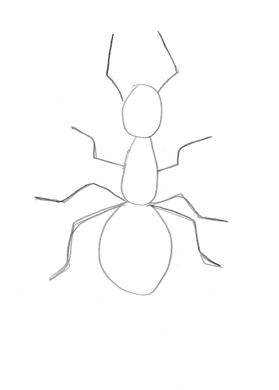 Tegning av en maur.