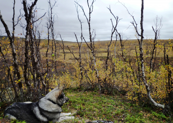 Foto av elghund på jakt om høsten.