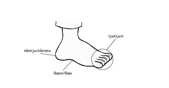 Tegning av en fot med sørsamiske benevnelser på de ulike delene.
