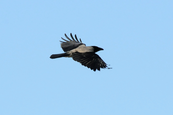 Foto av en kråke som flyr oppe i mot himmelen.