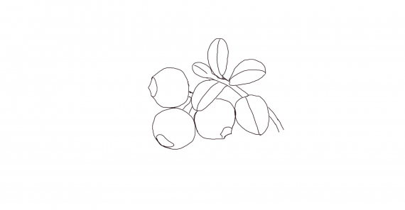 Tegning av tyttebærlyng med tyttebær.