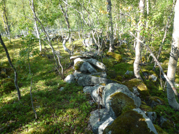 Foto av grønn løvskog.