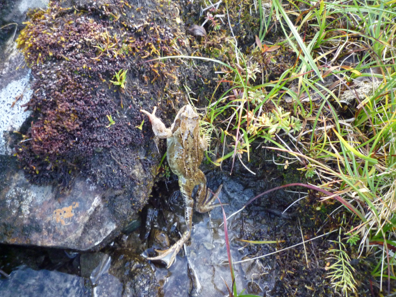 Frosk i vann som klatrer på en stein.