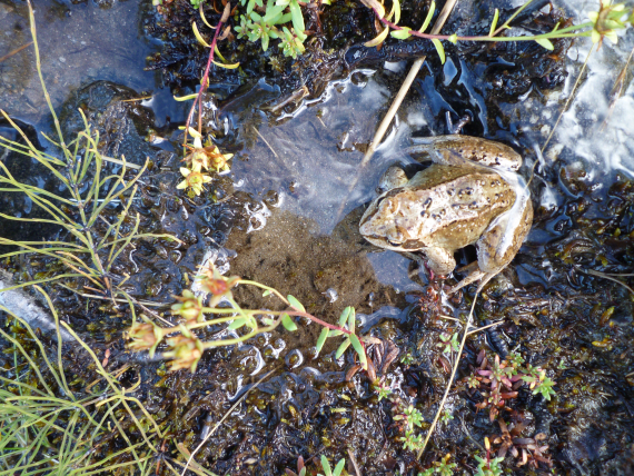 Foto av en liten frosk i en dam.