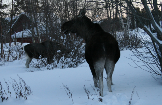Elgku og kalv som vasser i snøen.