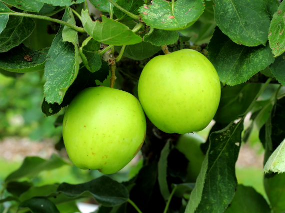 Epler som henger i et epletre.