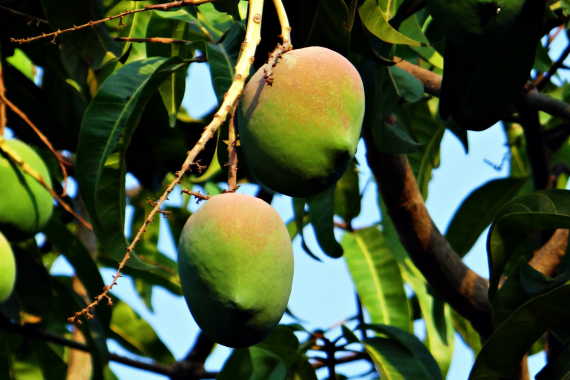 Mangoer som henger i et mangotre.