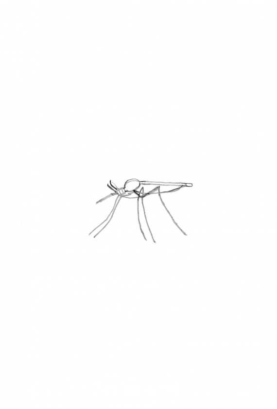 Tegning av en mygg.