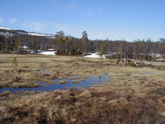 Myr i kanten av en skog, avbildet om våren.