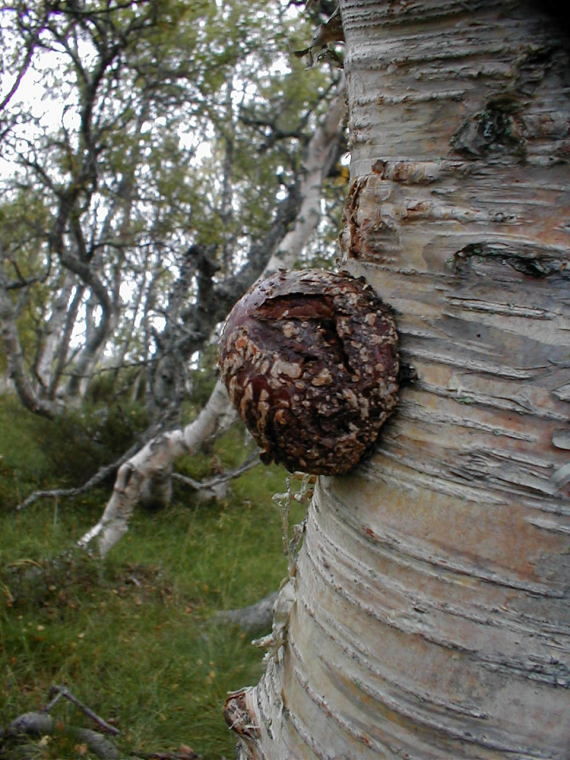 Bjørkeskog.