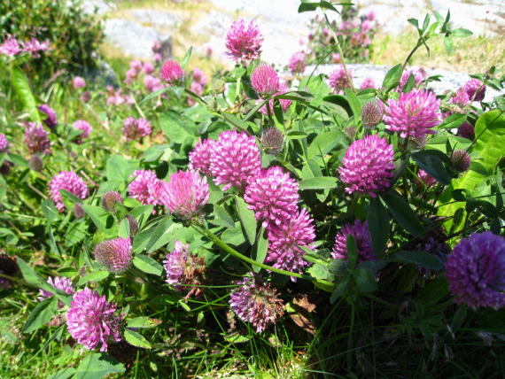 Foto av rødkløver i blomst.