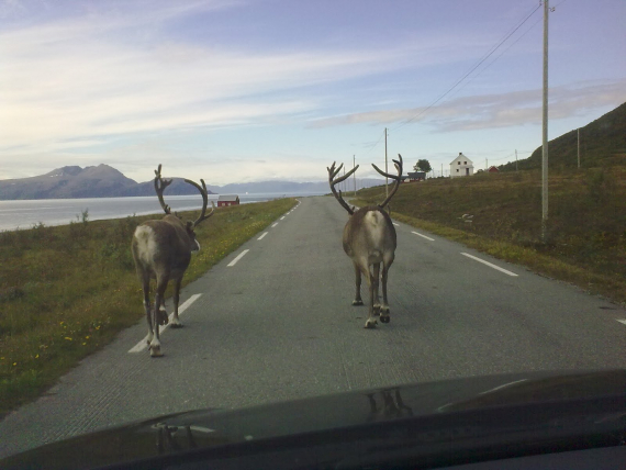 Bilde av to reinsdyr som går på en bilvei.