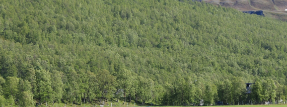Foto av grønn, tett løvskog.