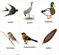 Bilder av fugler med tilhørende navn.