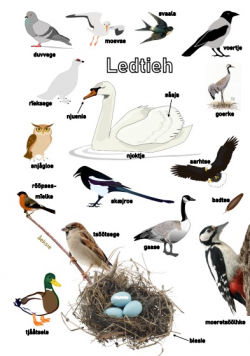 Plakat med bilder av fugler.