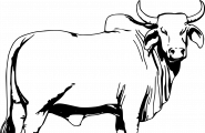 Vuoksá