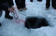 Garnfiske under isen