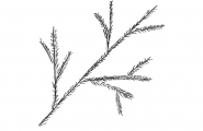 Barnål