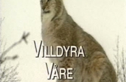 Villdyra våre